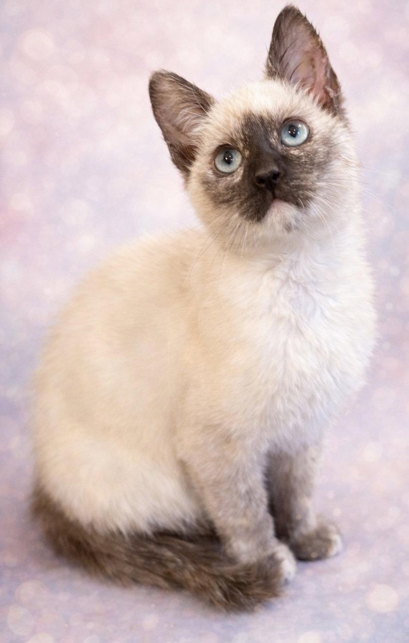 Enlarge Bloom: Not at the Shelter (Faith) Avail 4/10, a Adopted mixed breed in Rustburg, VA image 1/3