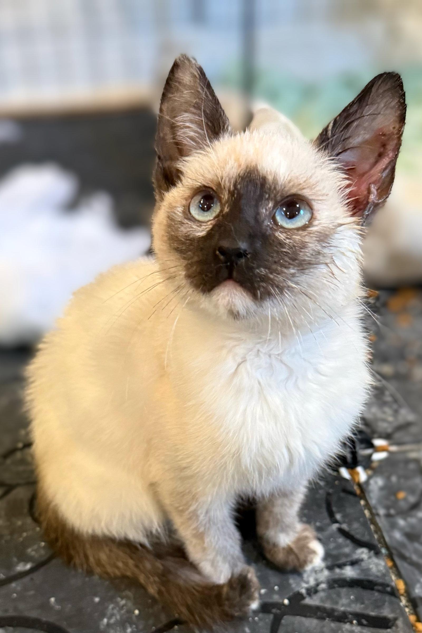 Enlarge Bloom: Not at the Shelter (Faith) Avail 4/10, a Adopted mixed breed in Rustburg, VA image 3/3