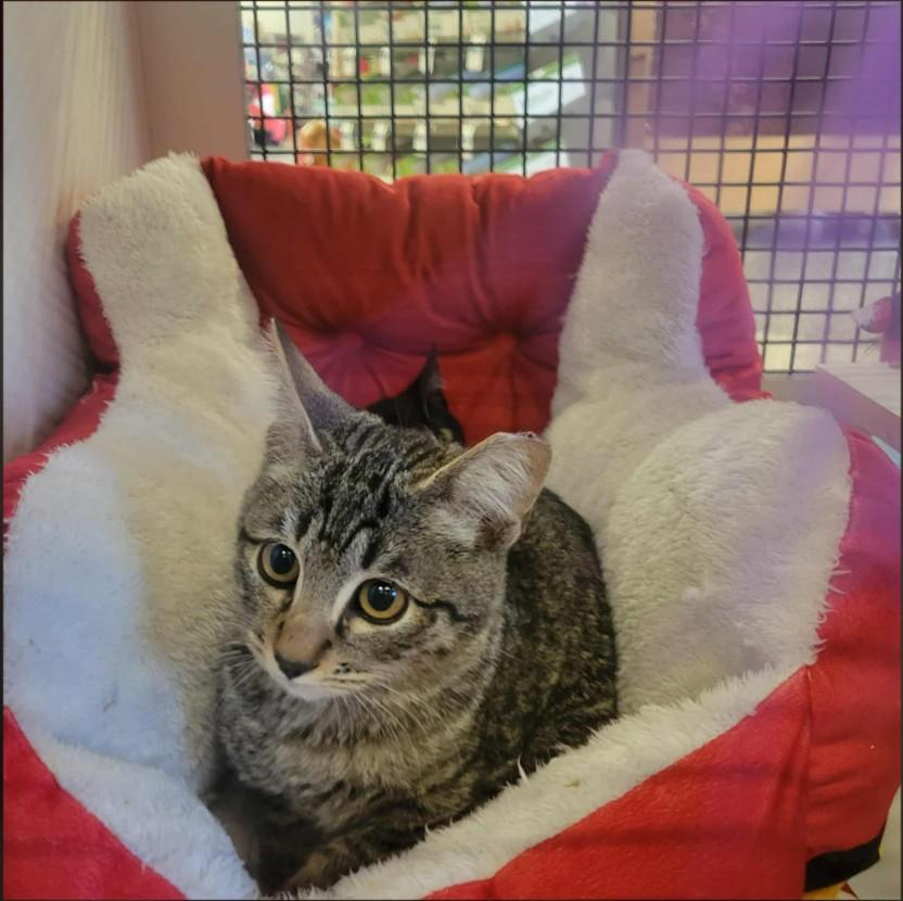 Enlarge NAT KING COLE - FFPR, a other Domestic Short Hair in Martinez, CA image 1/1