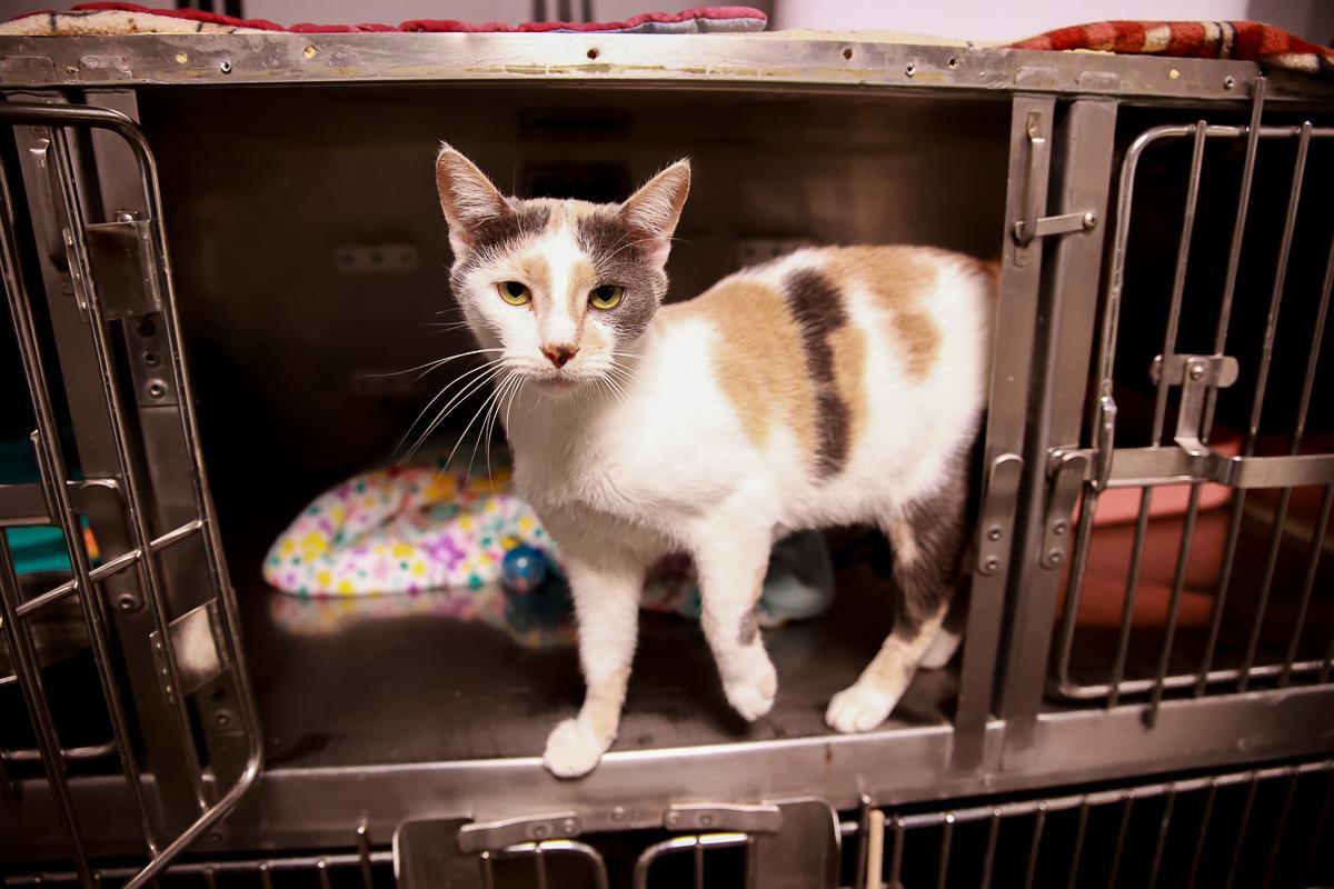 Enlarge Gracie, a ADOPTABLE Domestic Short Hair in Loogootee, IN image 1/1