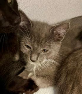 Juliet, an adopted Domestic Short Hair in Winter Haven, FL image 2/2