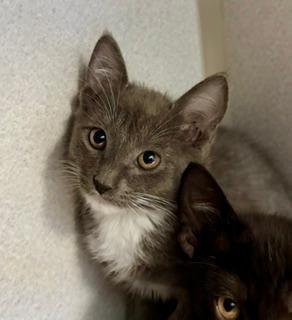 Juliet, an adopted Domestic Short Hair in Winter Haven, FL image 1/2