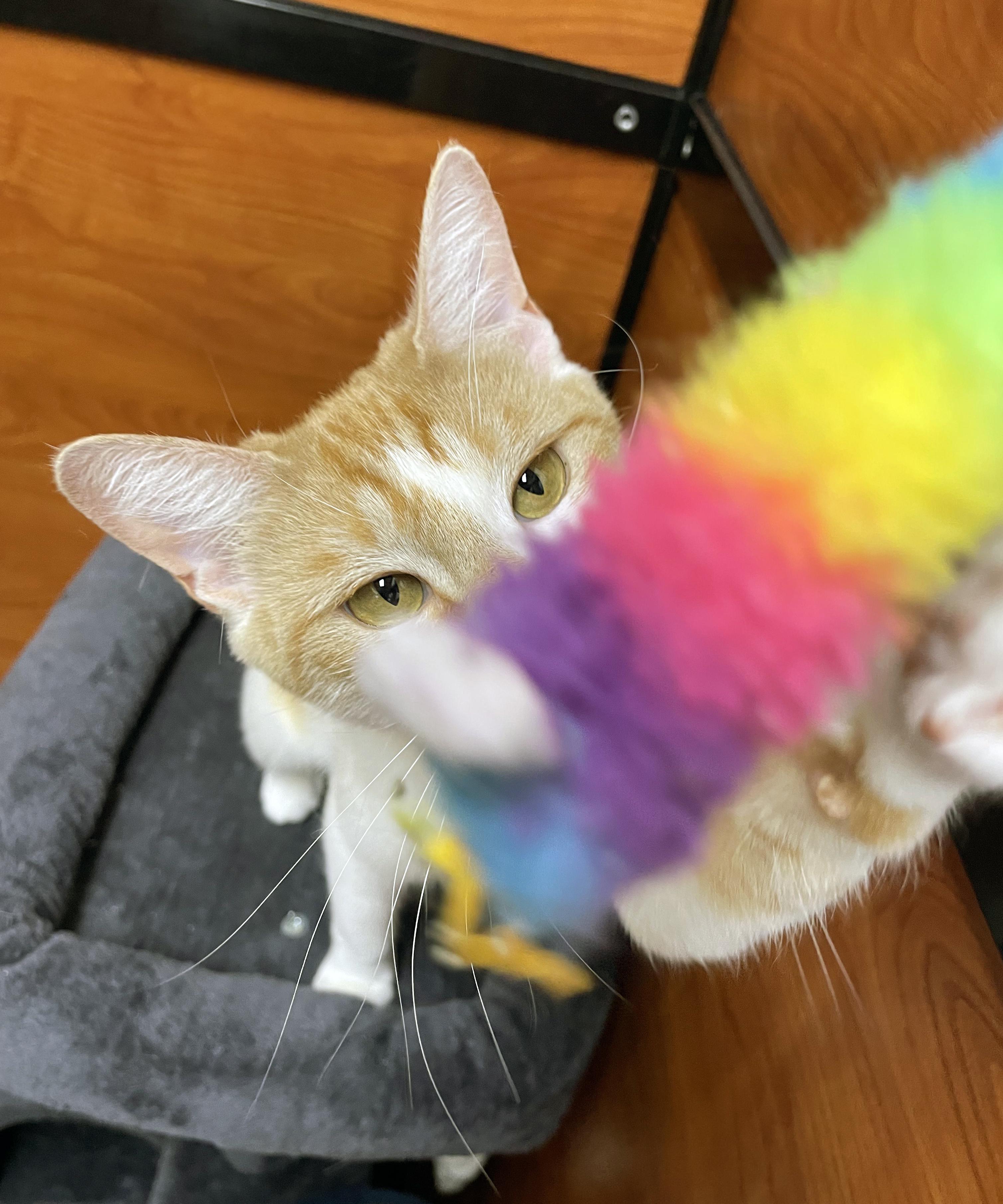 Wren, a Adoptable Domestic Short Hair in Centerville, UT image 1/5