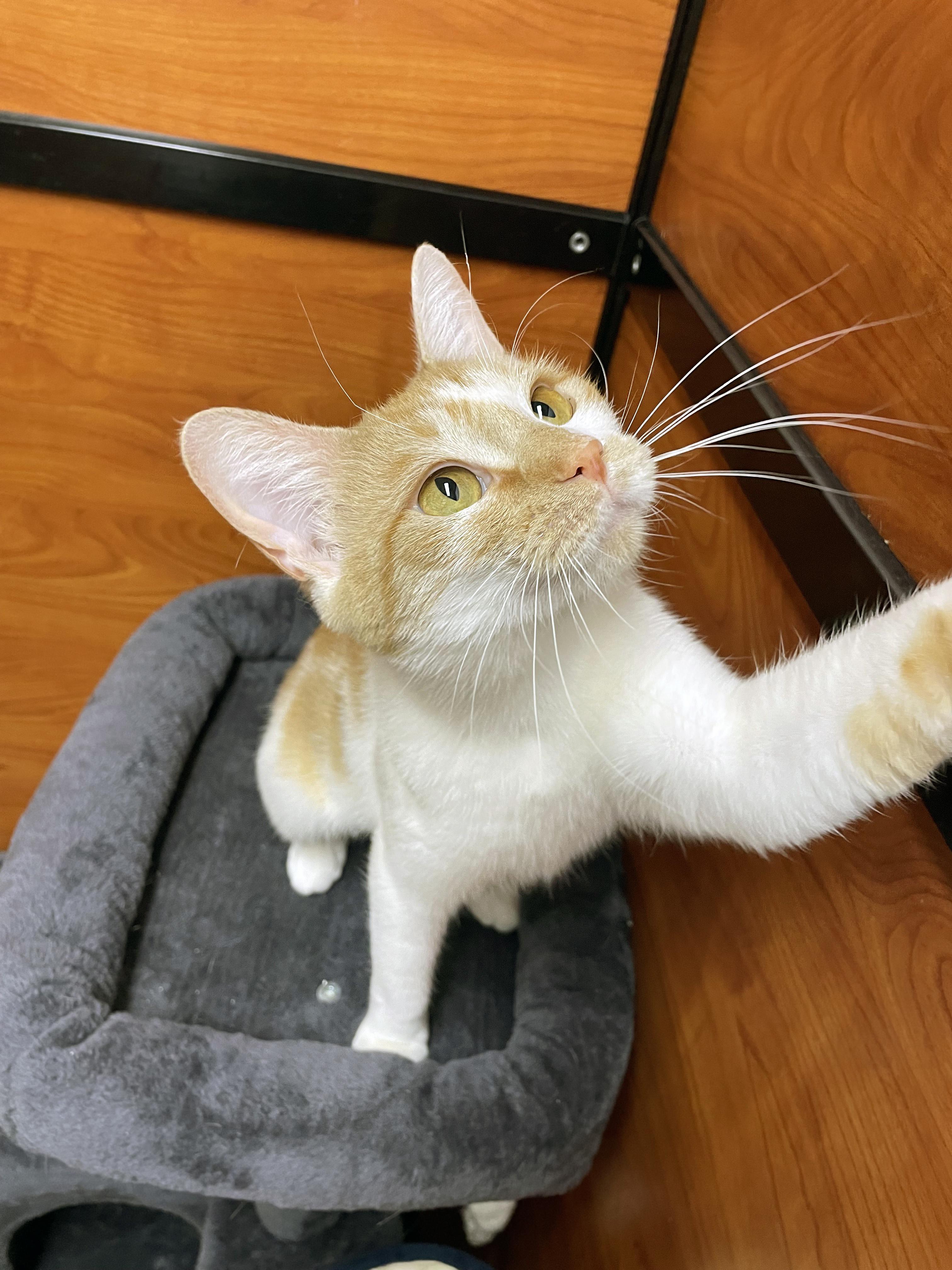 Wren, a Adoptable Domestic Short Hair in Centerville, UT image 2/5