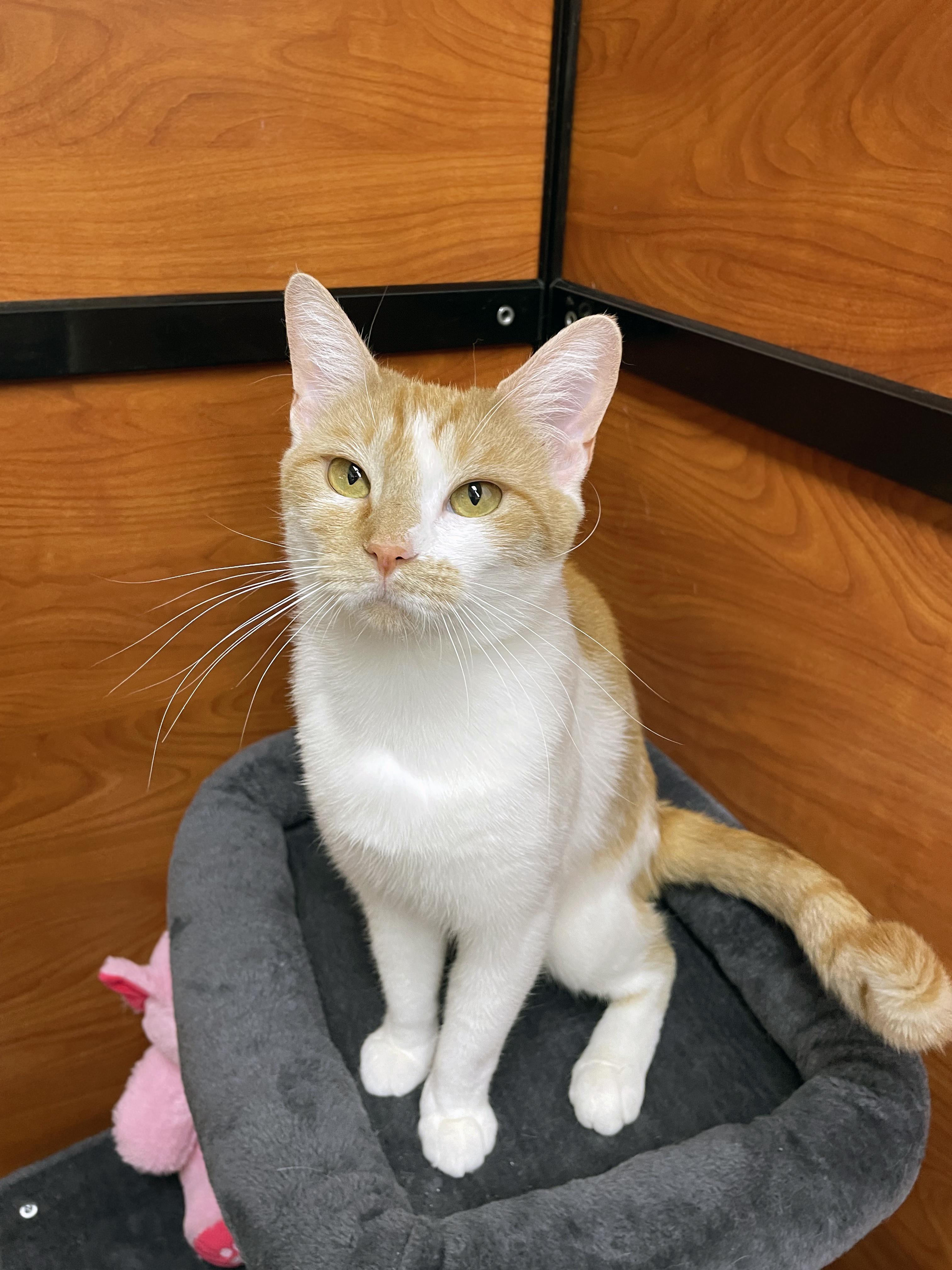 Wren, a Adoptable Domestic Short Hair in Centerville, UT image 3/5