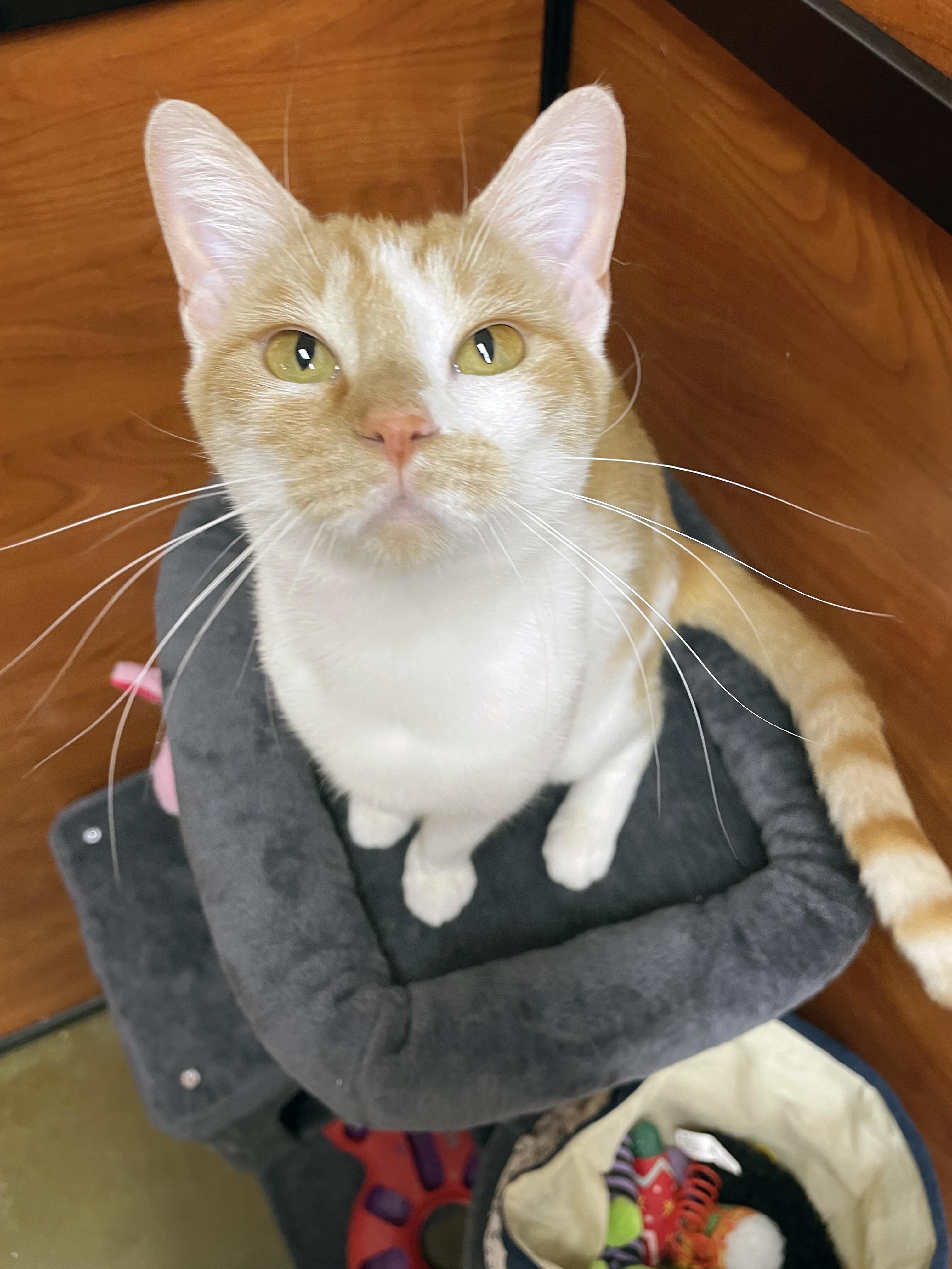 Wren, a Adoptable Domestic Short Hair in Centerville, UT image 4/5