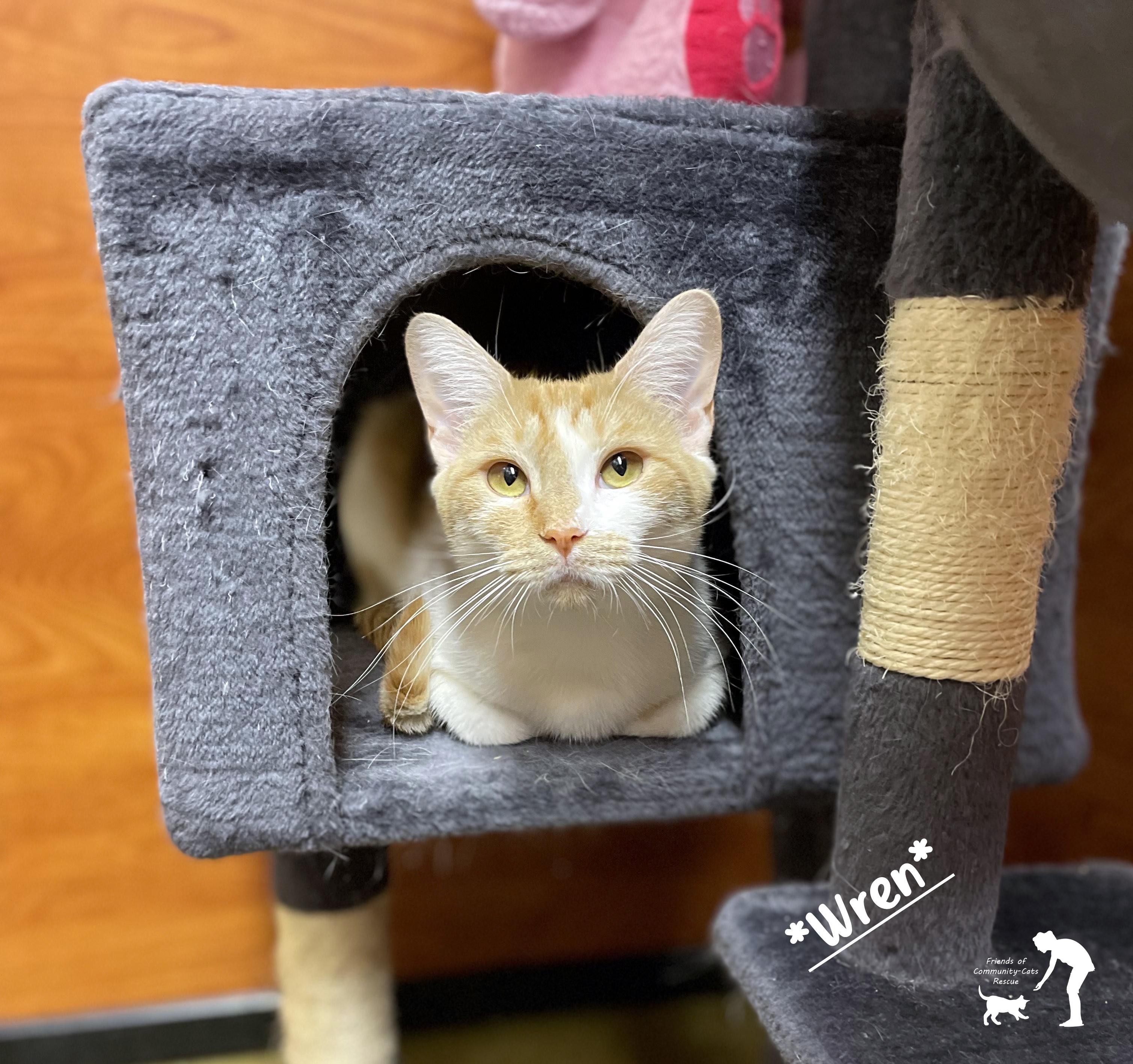 Wren, a Adoptable Domestic Short Hair in Centerville, UT image 5/5