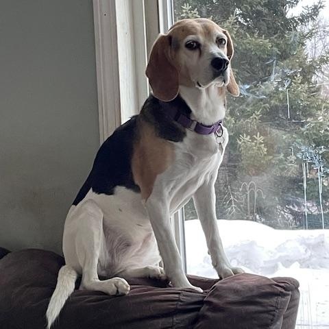 Arkya, Senior Female Treeing Walker Coonhound
