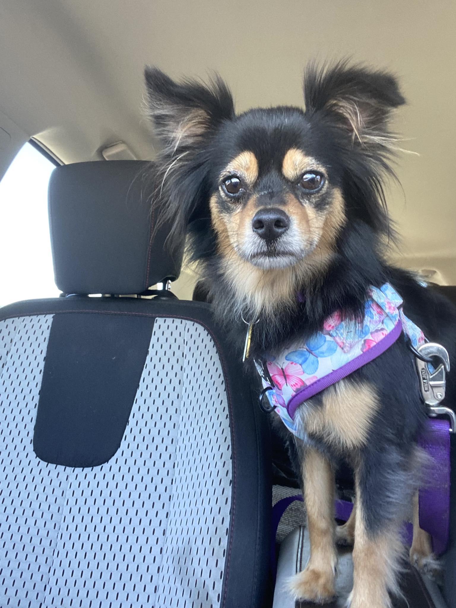 Macey - ADOPTED!, an adoptable Chihuahua, Papillon in Houston, TX, 77235 | Photo Image 3
