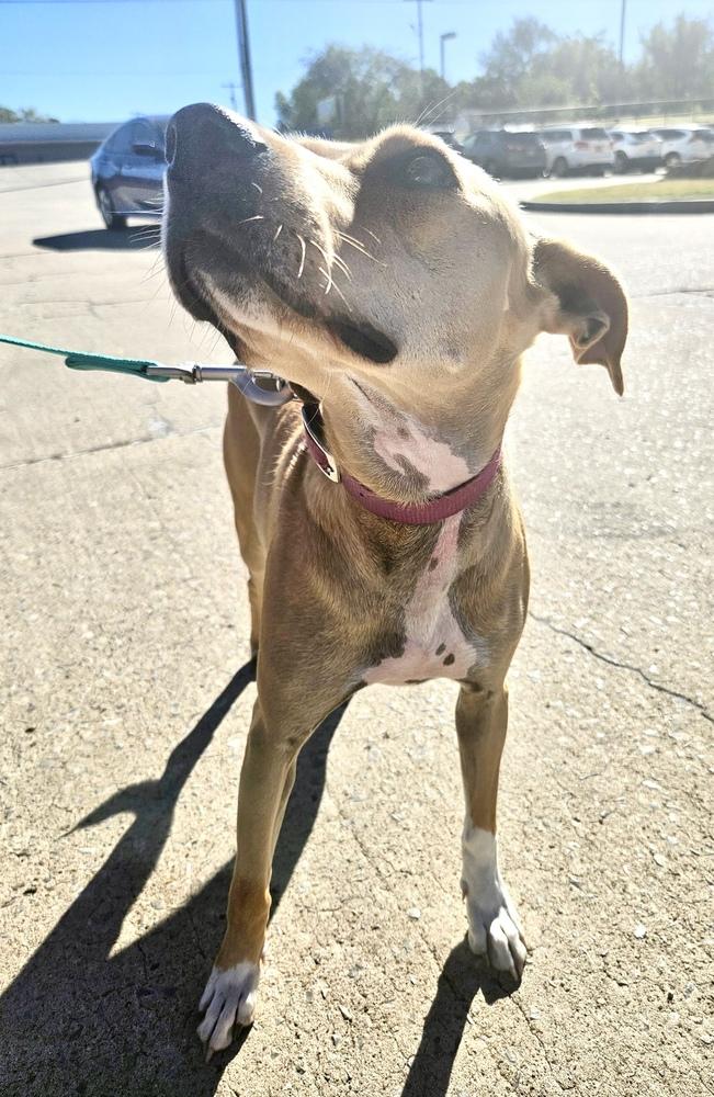 Enlarge Penny, a Adoptable mixed breed in Shawnee, OK image 1/5