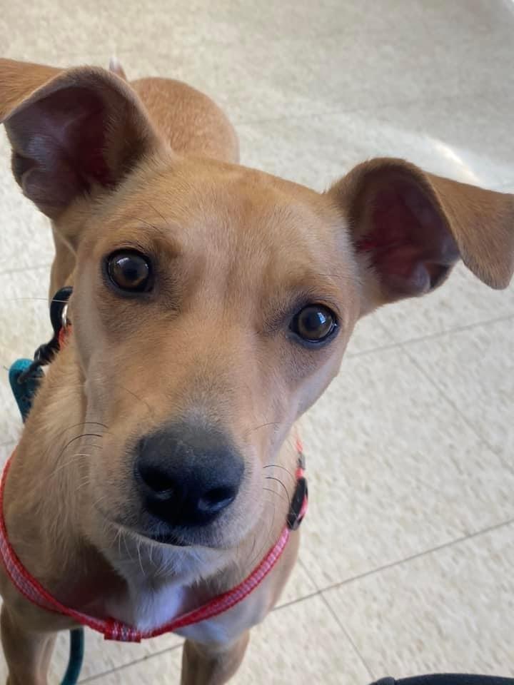 Enlarge Penny, a Adoptable mixed breed in Shawnee, OK image 2/5