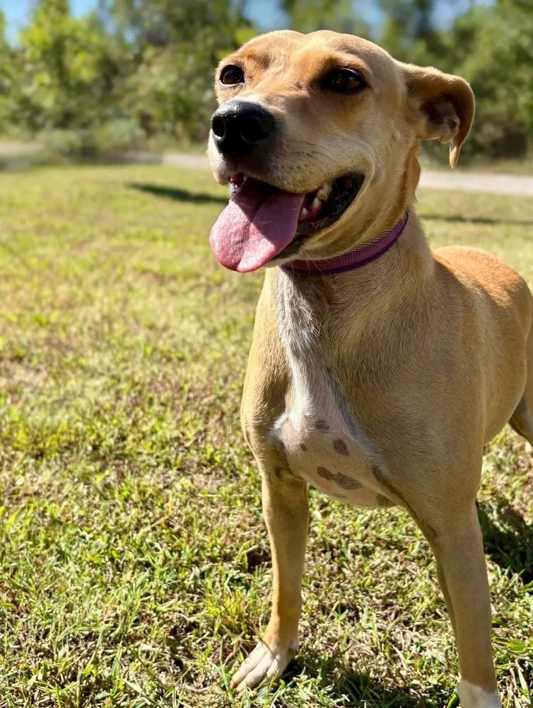 Enlarge Penny, a Adoptable mixed breed in Shawnee, OK image 2/6