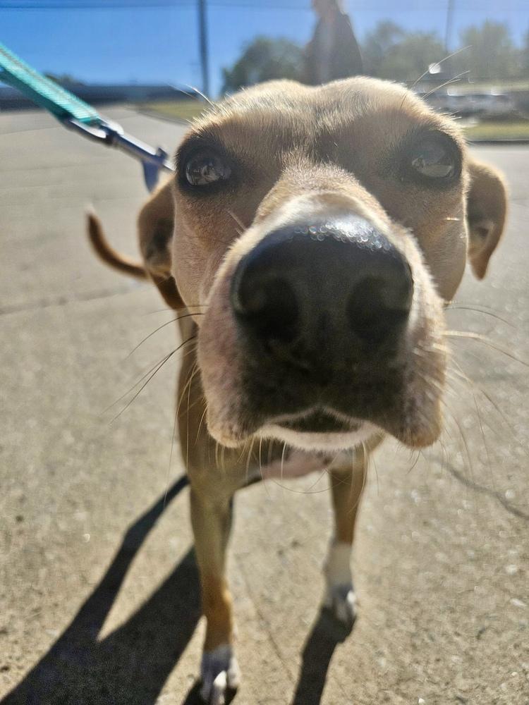 Enlarge Penny, a Adoptable mixed breed in Shawnee, OK image 3/5