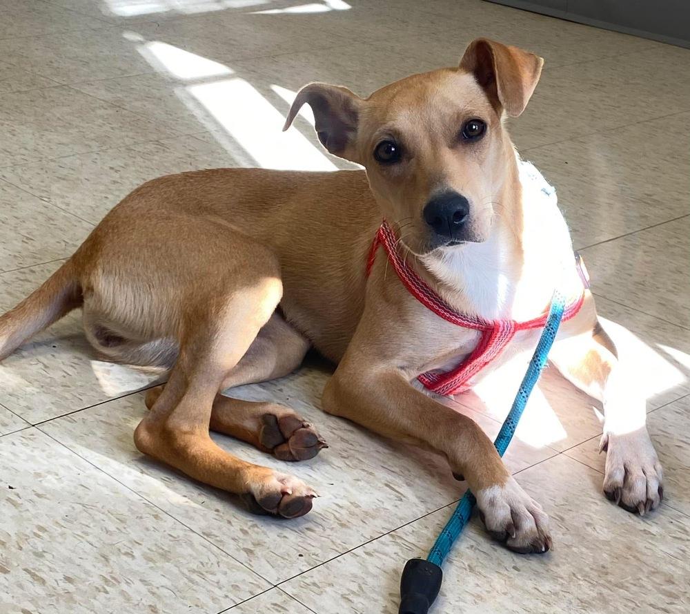 Enlarge Penny, a Adoptable mixed breed in Shawnee, OK image 4/5