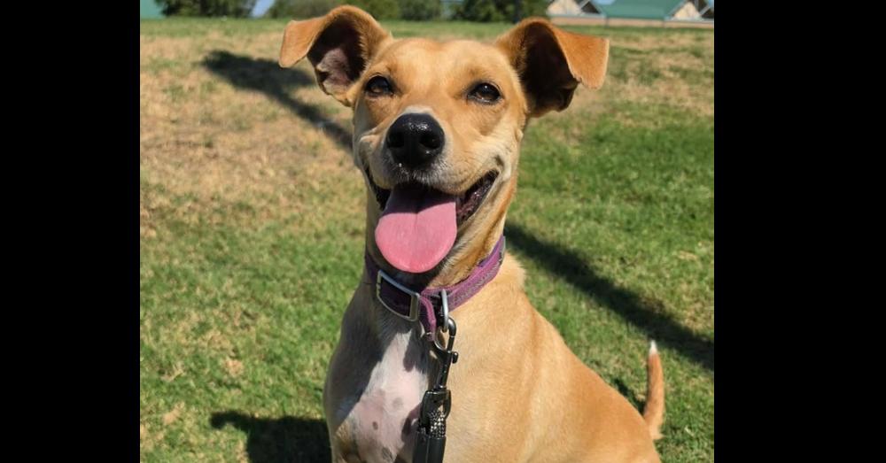 Enlarge Penny, a Adoptable mixed breed in Shawnee, OK image 5/6