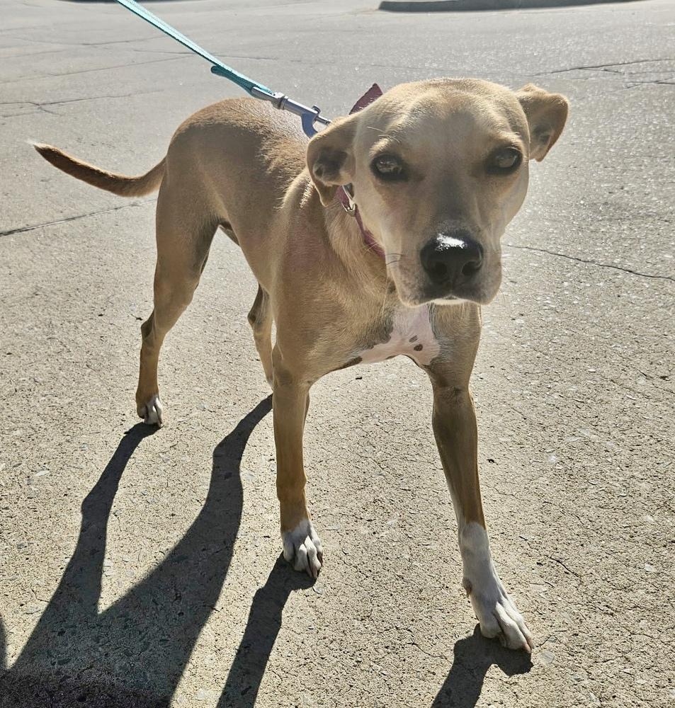Enlarge Penny, a Adoptable mixed breed in Shawnee, OK image 5/5