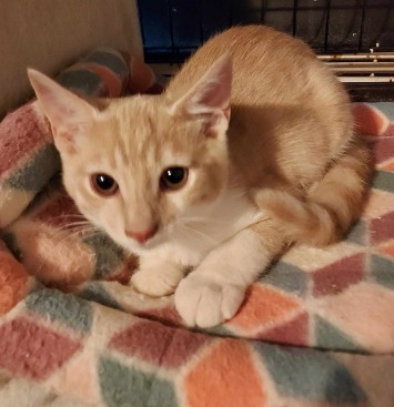 Enlarge Dudley, a Adoptable American Shorthair in Rockvale, TN image 1/1