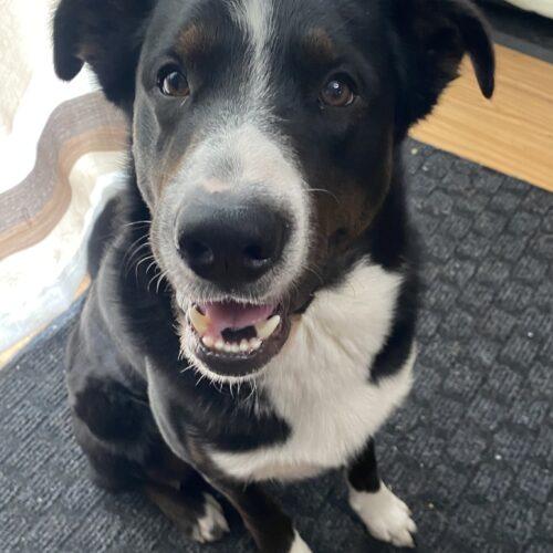 Mickey, a Adoptable mixed breed in Vienna, ON image 1/6