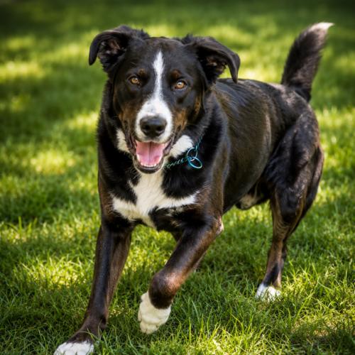 Mickey, a Adoptable mixed breed in Vienna, ON image 2/6