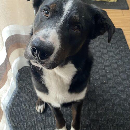 Mickey, a Adoptable mixed breed in Vienna, ON image 3/6