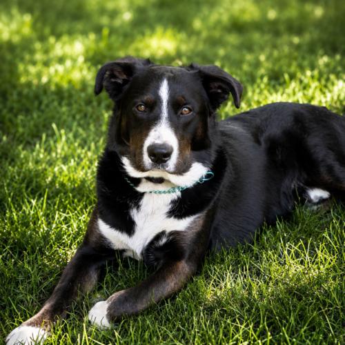 Mickey, a Adoptable mixed breed in Vienna, ON image 4/6