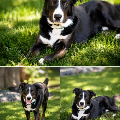 Mickey, a Adoptable mixed breed in Vienna, ON image 6/6
