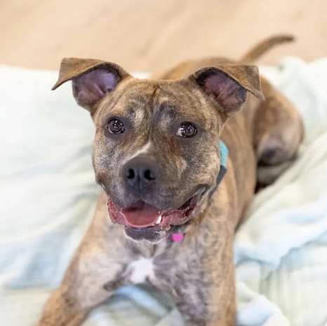 Ashley, Young Female Pit Bull Terrier