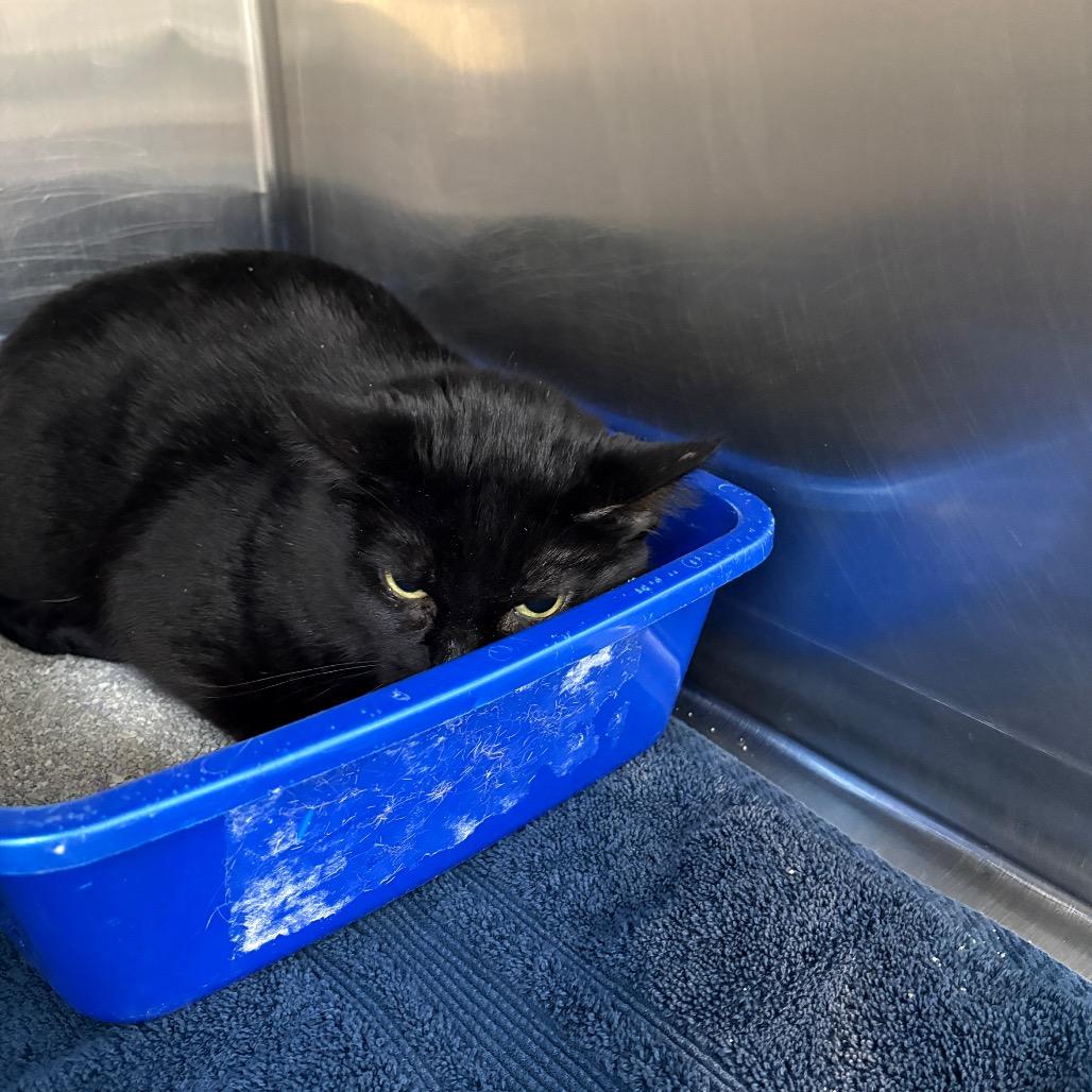 Midnight, Adoptable, Adult Female Domestic Short Hair.