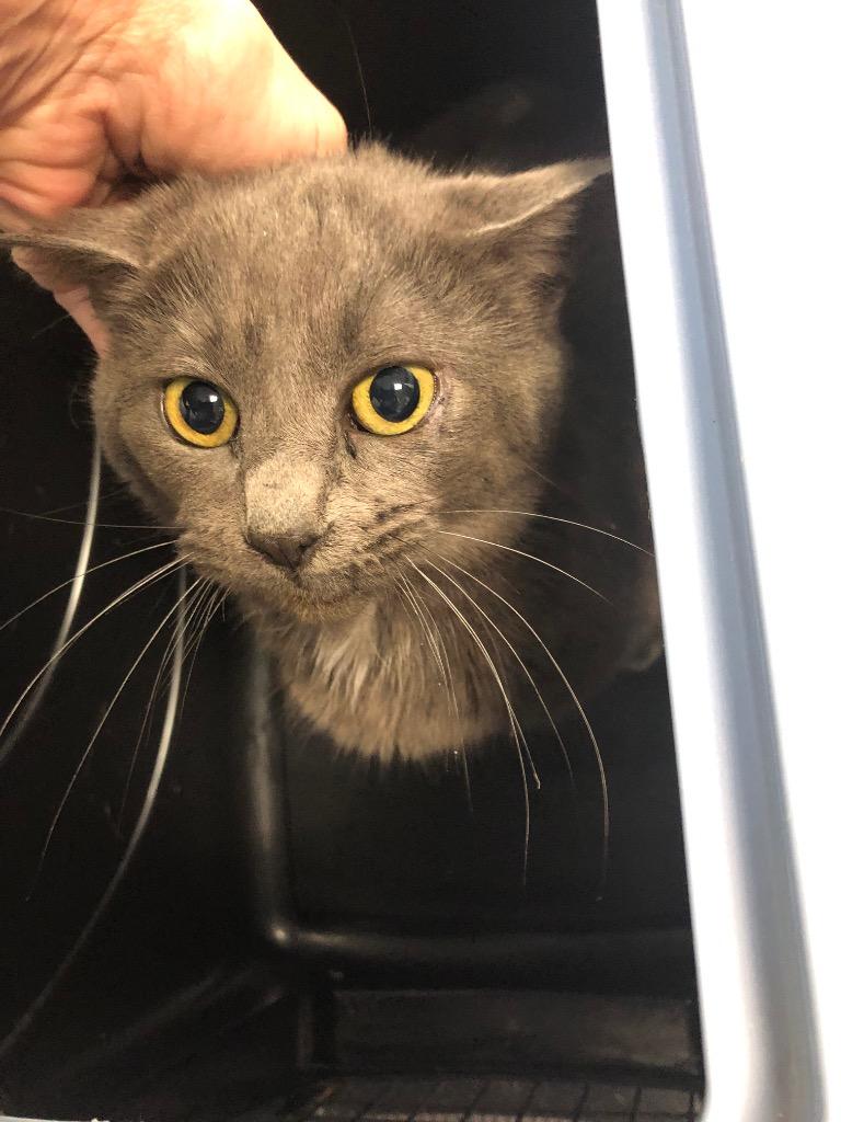 Tootsie, Adoptable, Adult Female Domestic Short Hair.