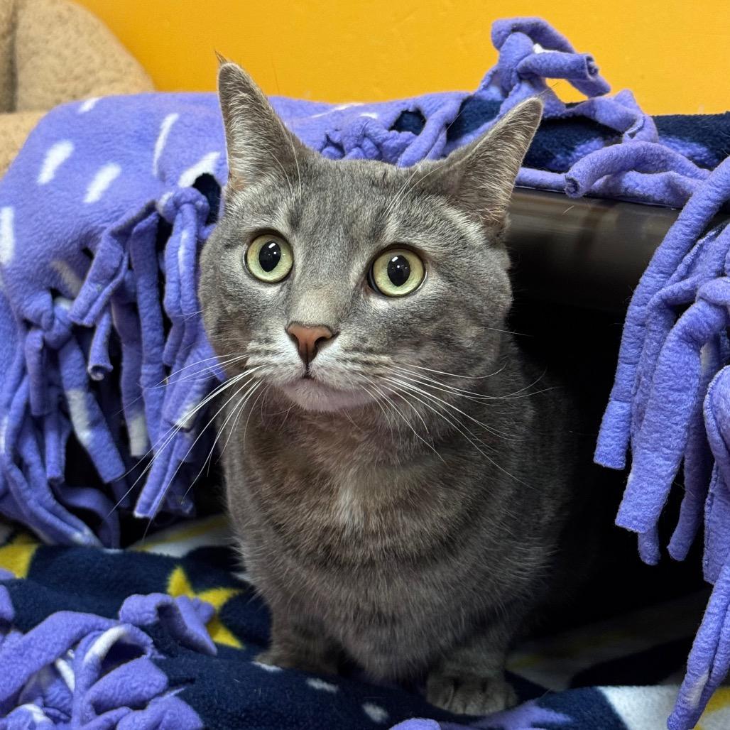 Saria, Adoptable, Adult Female Domestic Short Hair.