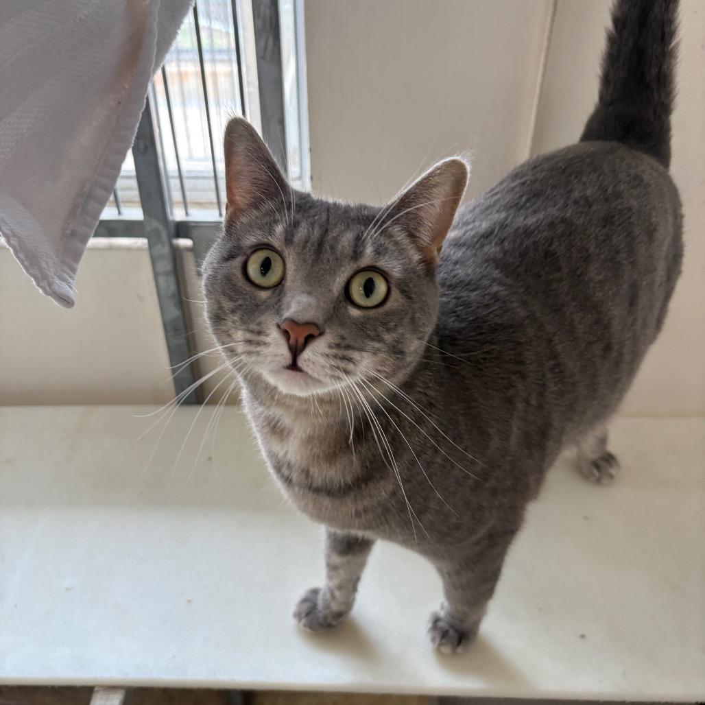 Enlarge Saria, a Adoptable Domestic Short Hair in Santa Barbara, CA image 3/6