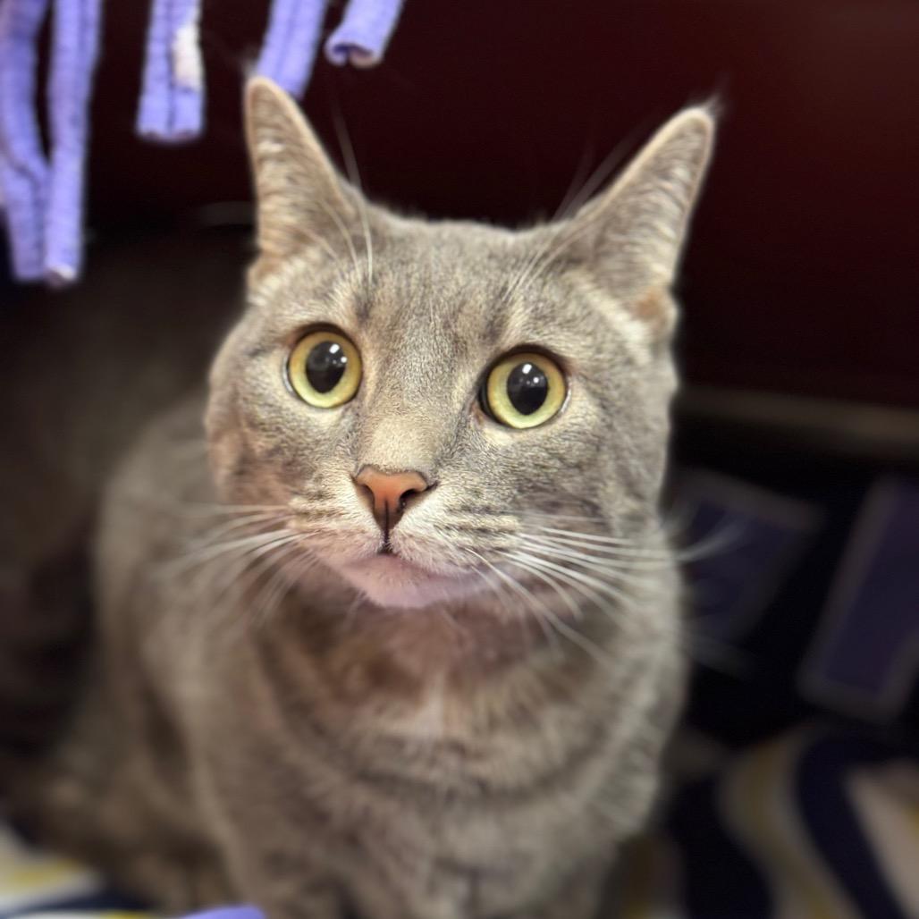 Enlarge Saria, a Adoptable Domestic Short Hair in Santa Barbara, CA image 4/6