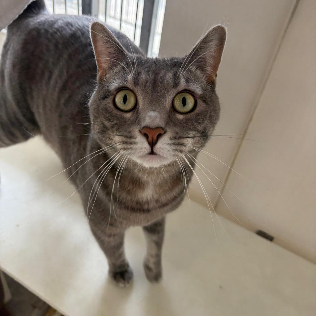Enlarge Saria, a Adoptable Domestic Short Hair in Santa Barbara, CA image 5/6