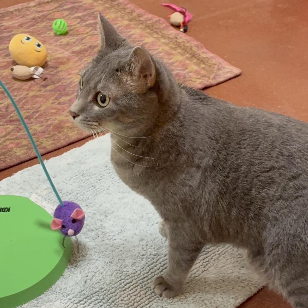 Enlarge Saria, a Adoptable Domestic Short Hair in Santa Barbara, CA image 6/6