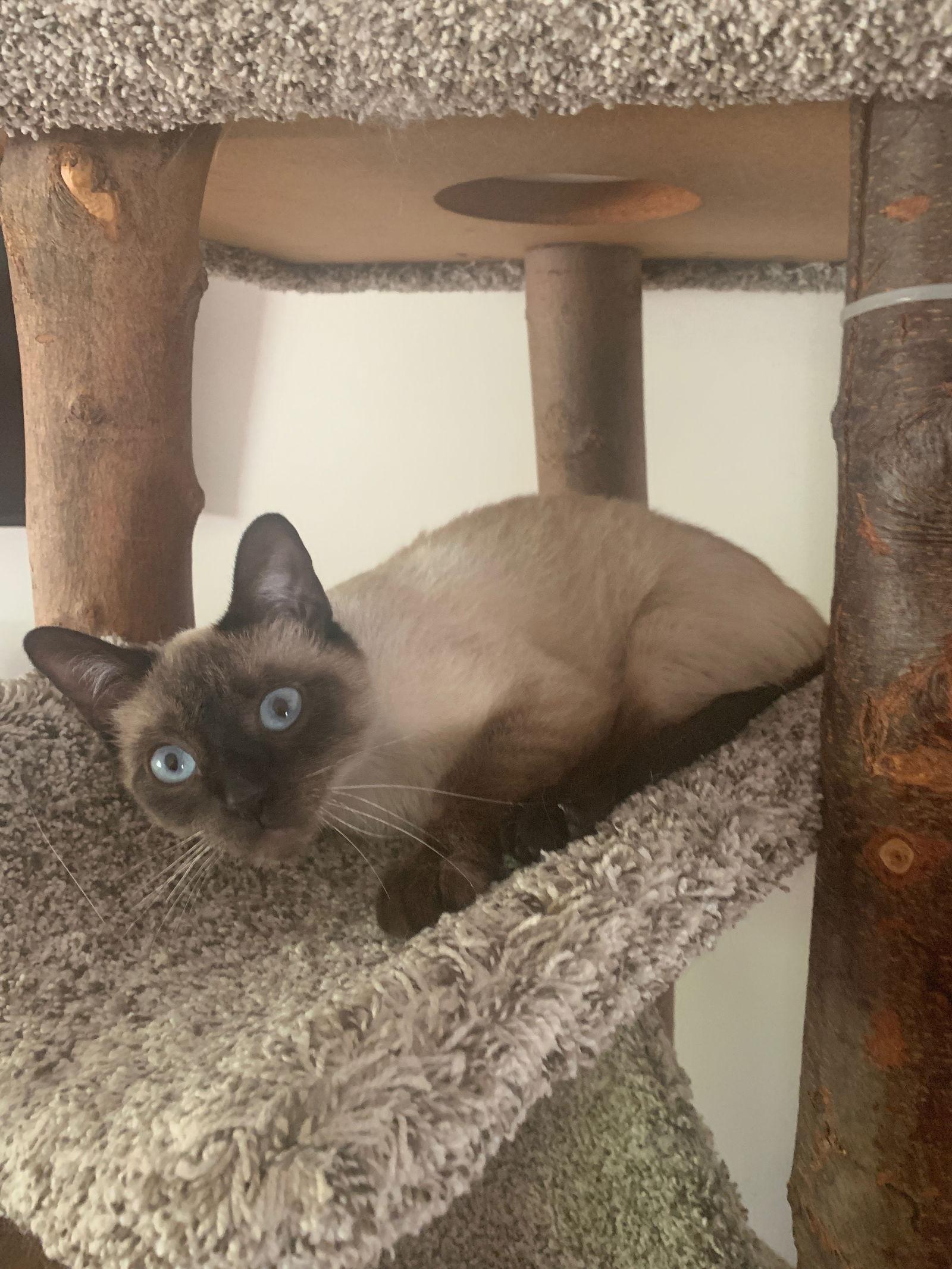 Enlarge Kaitlin, a Adopted Siamese in Pinckney, MI image 1/3