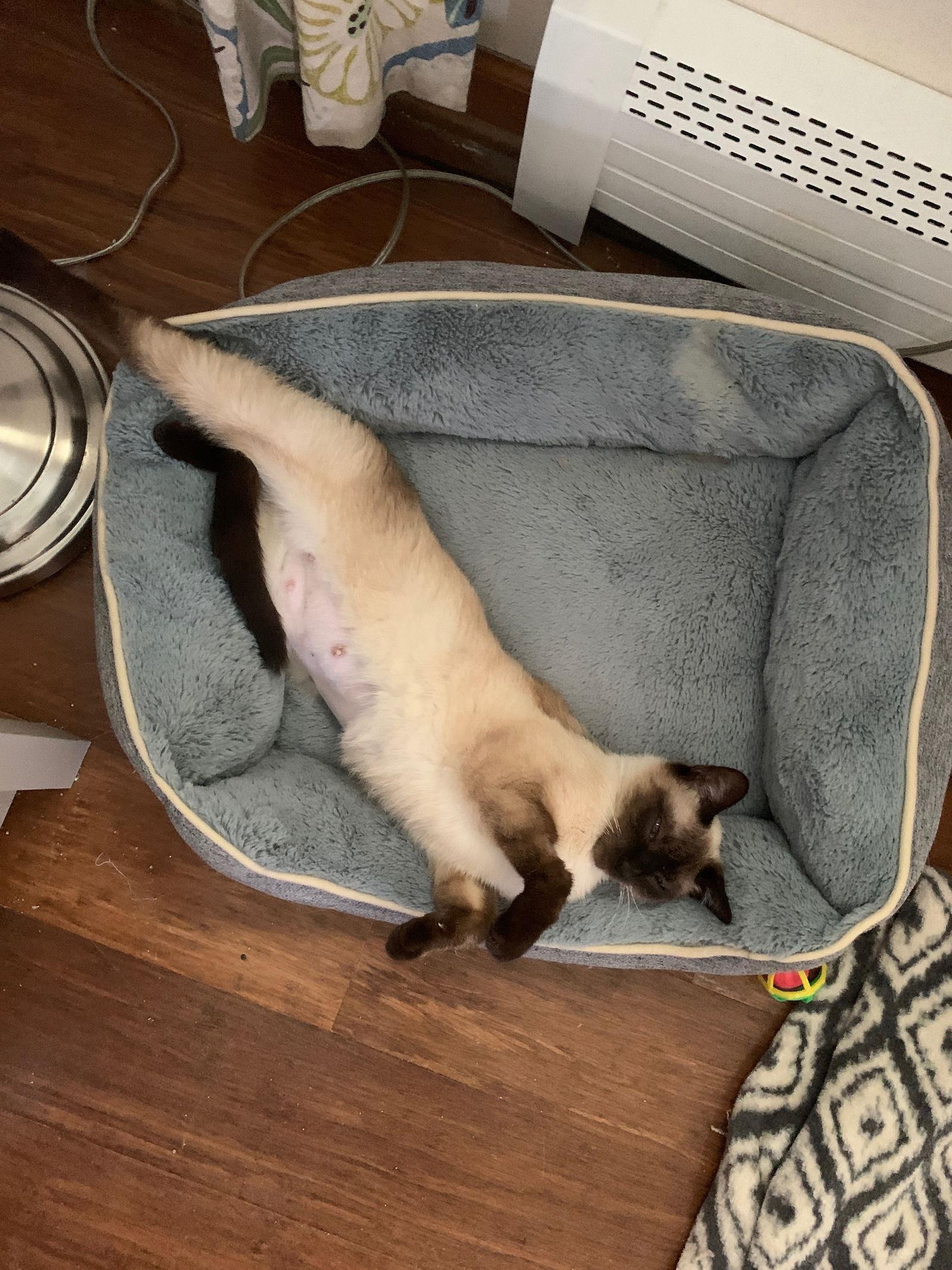 Enlarge Kaitlin, a Adopted Siamese in Pinckney, MI image 2/3