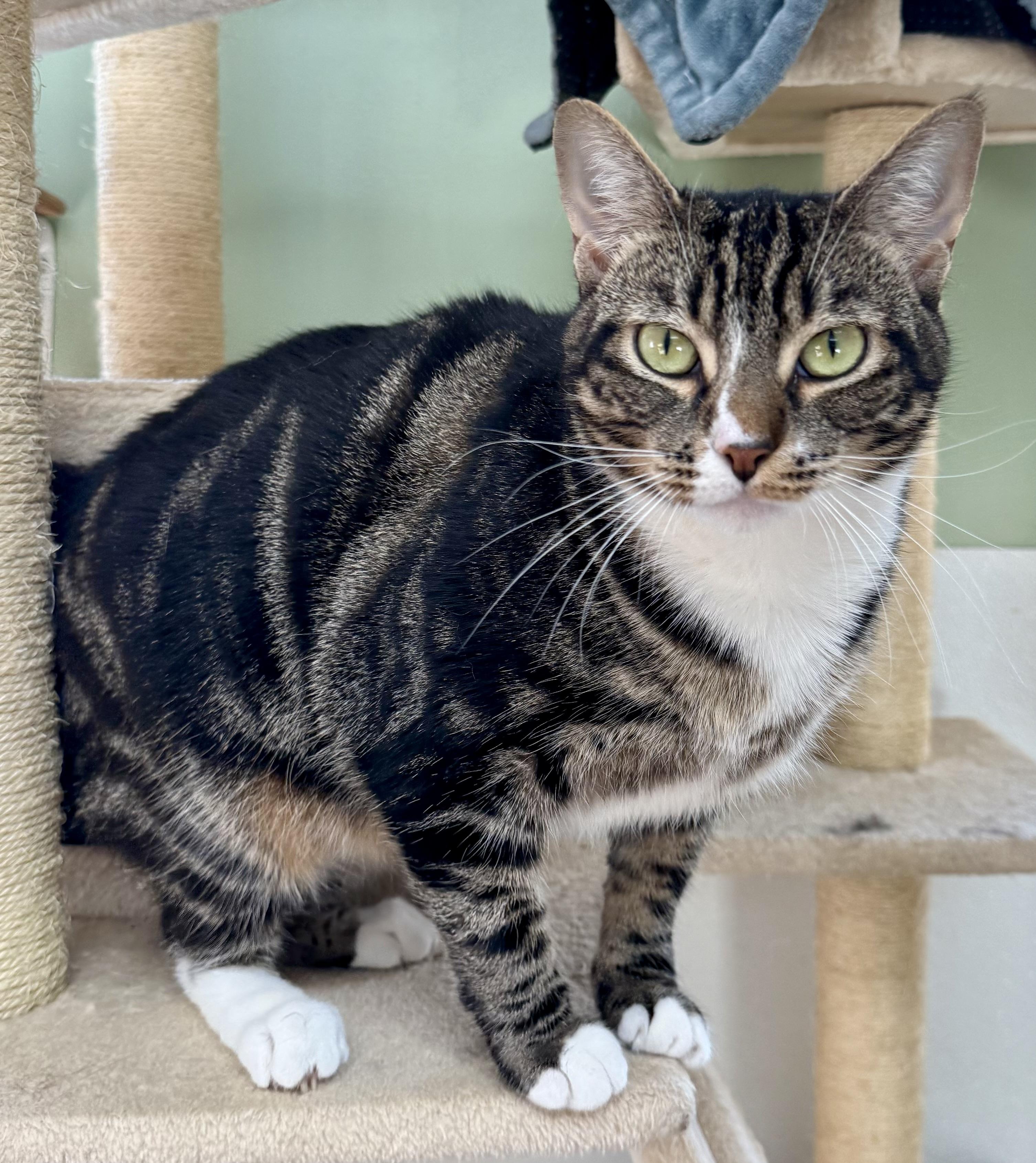 Enlarge Leia, a ADOPTABLE Domestic Short Hair in Springfield, VT image 4/4