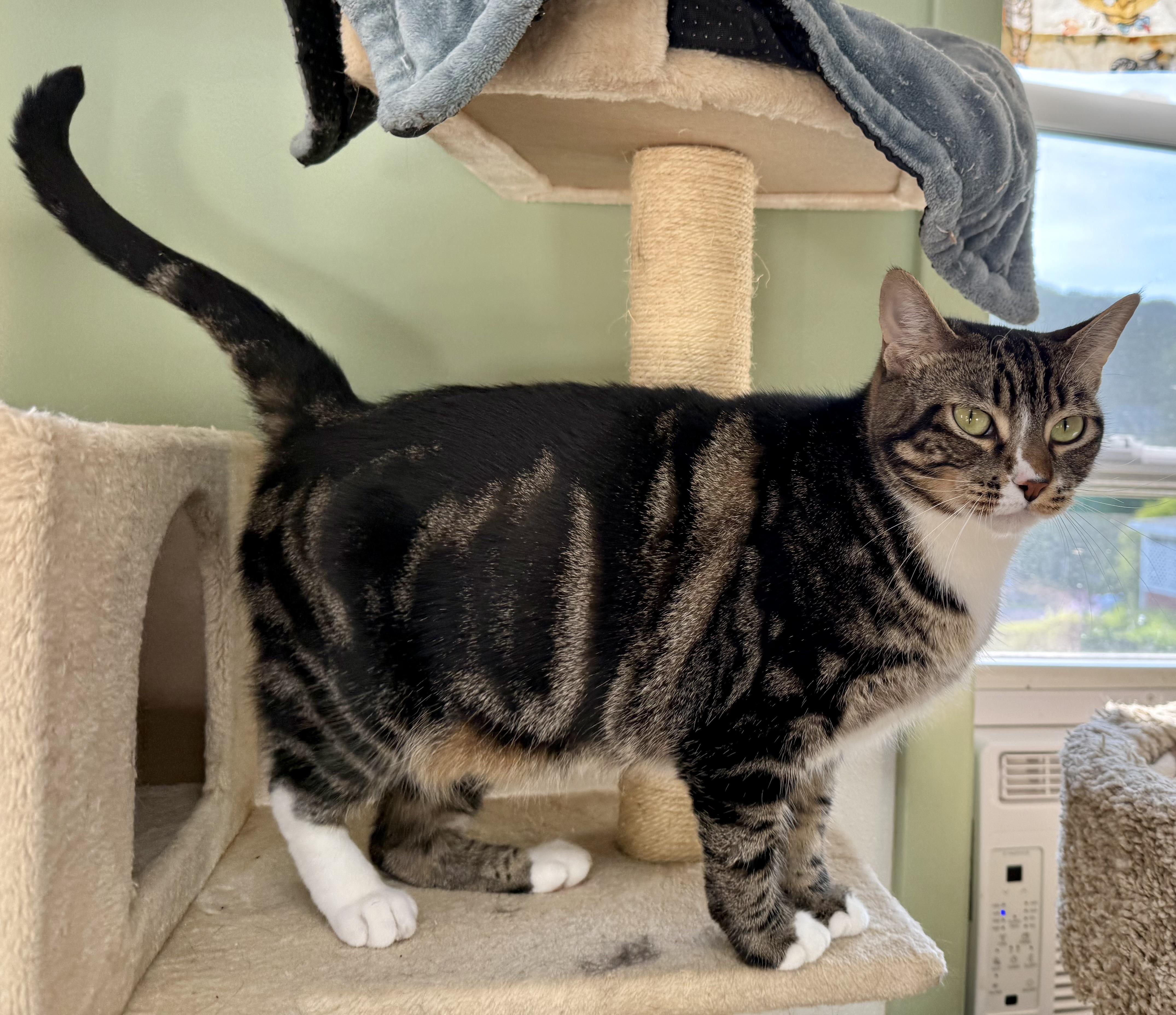 Enlarge Leia, a ADOPTABLE Domestic Short Hair in Springfield, VT image 2/4