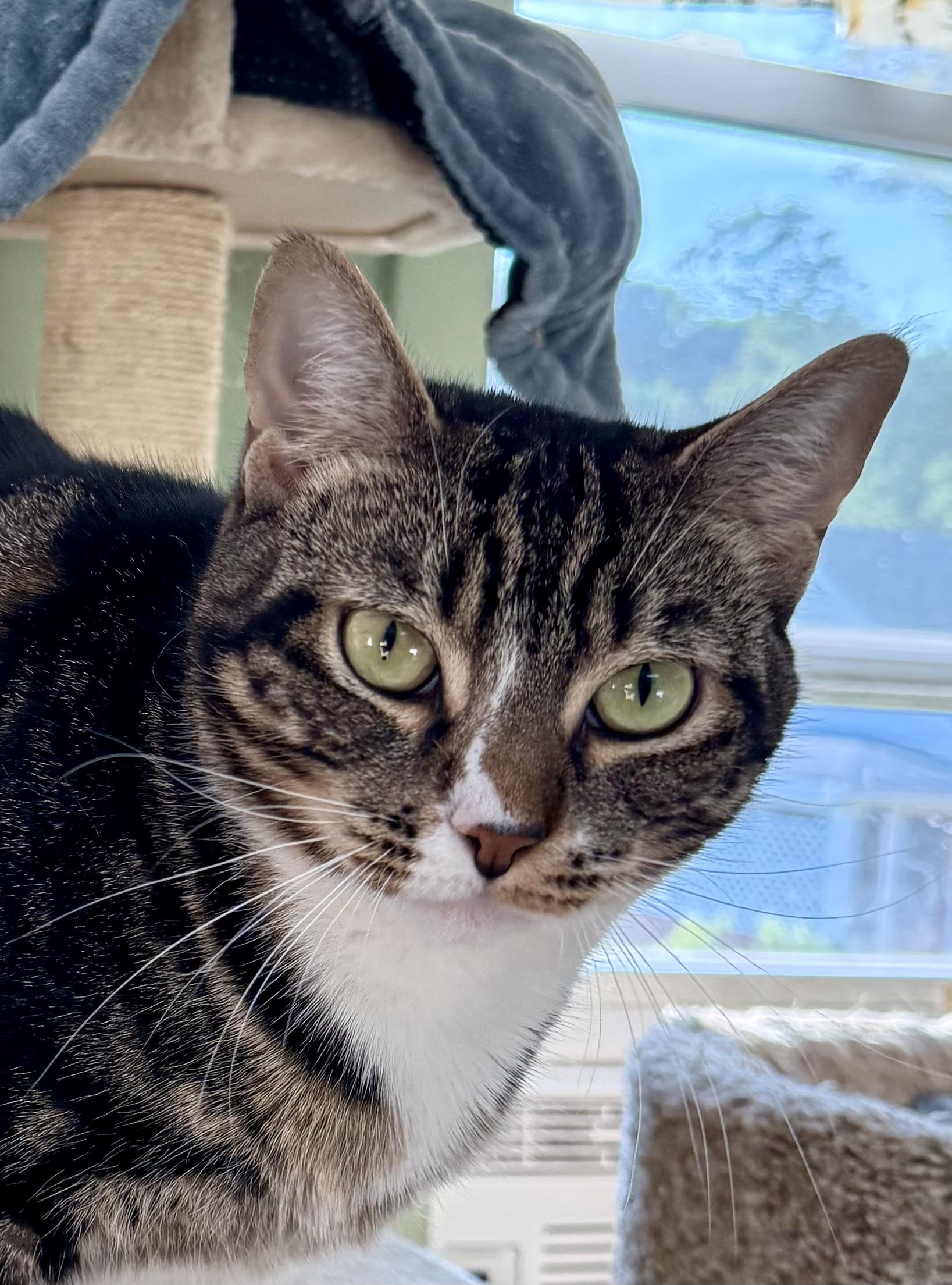 Leia, ADOPTABLE, Adult Female Domestic Short Hair.