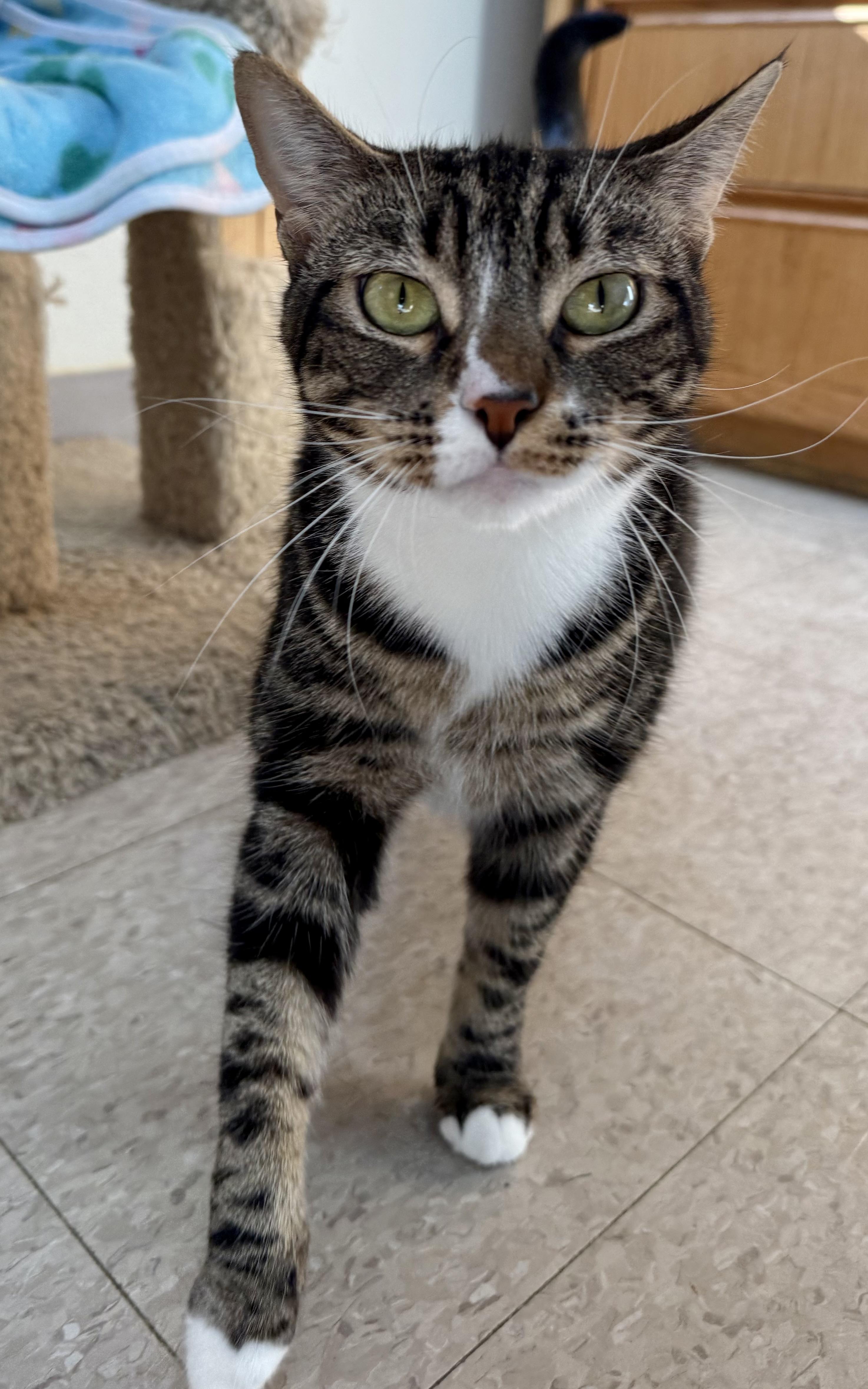 Enlarge Leia, a ADOPTABLE Domestic Short Hair in Springfield, VT image 3/4