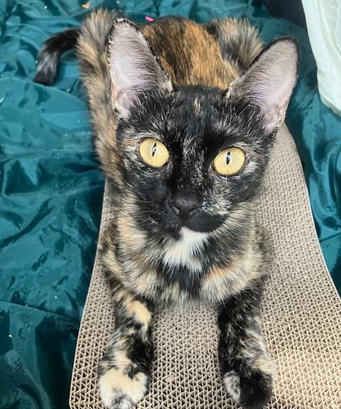 Sunny, Adoptable, Adult Female Domestic Short Hair.