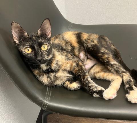 Sunny, a Adoptable Domestic Short Hair in Dripping Springs, TX image 2/3