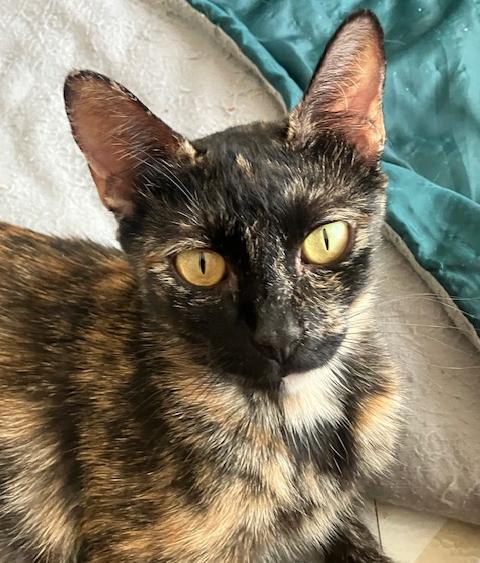 Sunny, a Adoptable Domestic Short Hair in Dripping Springs, TX image 3/3