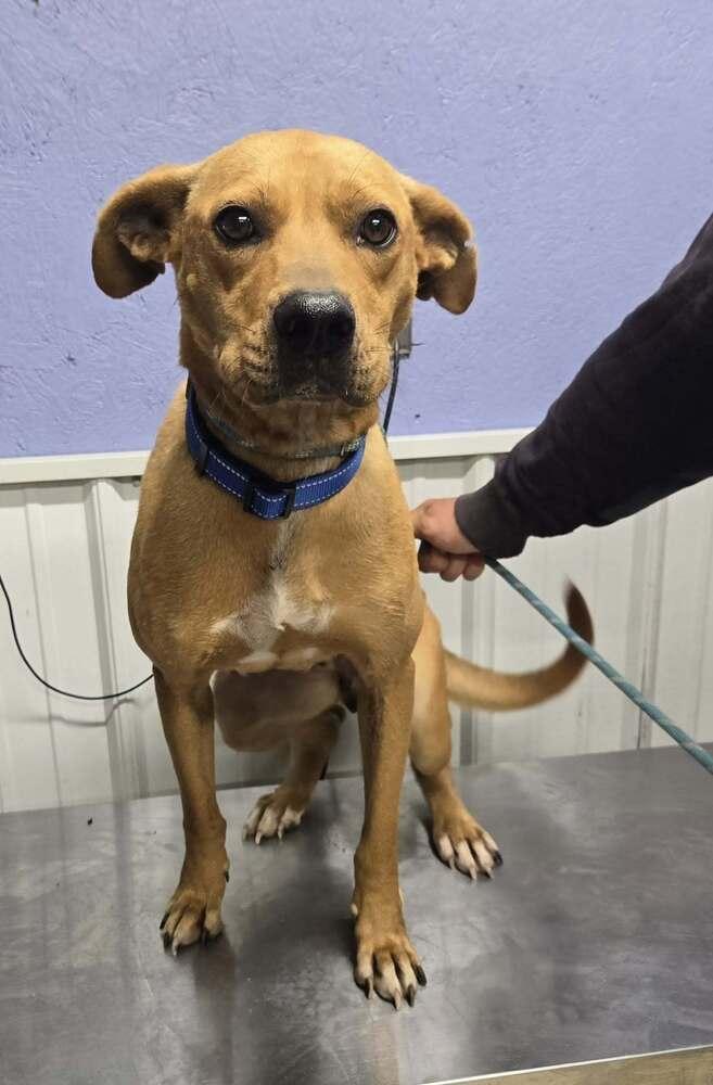 Enlarge Ginger, a Adoptable mixed breed in Waverly, OH image 1/1