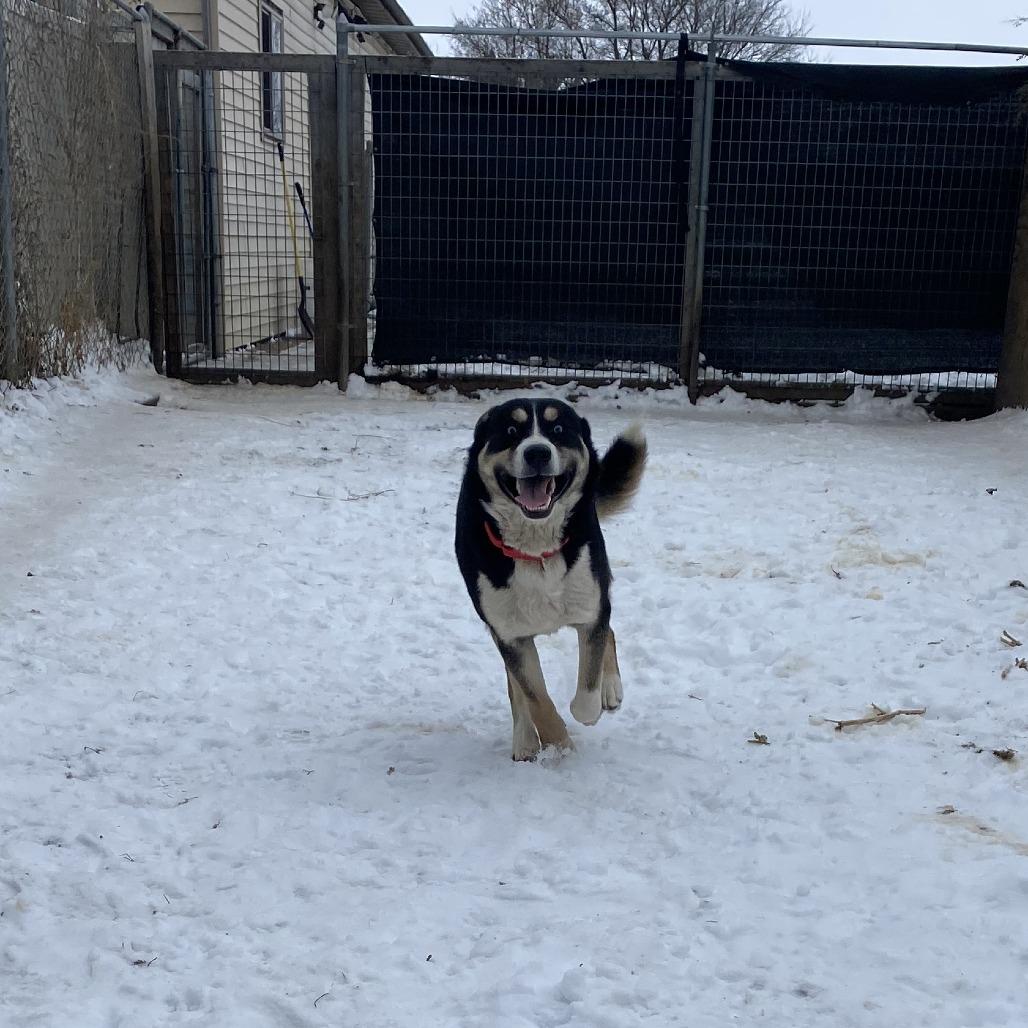 Glacier, a Adoptable mixed breed in Wadena, MN image 1/6