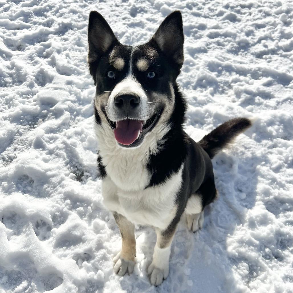 Glacier, a Adoptable mixed breed in Wadena, MN image 2/6