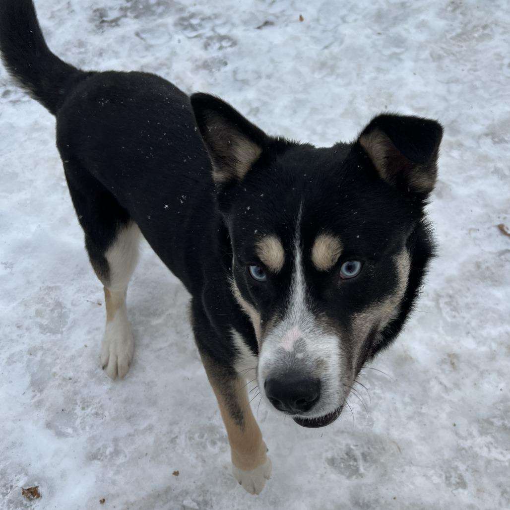 Glacier, a Adoptable mixed breed in Wadena, MN image 3/6