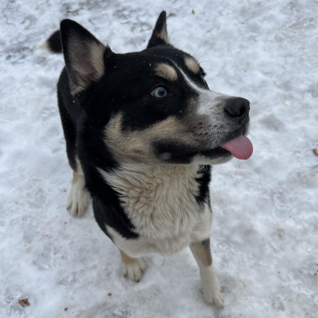 Glacier, a Adoptable mixed breed in Wadena, MN image 4/6