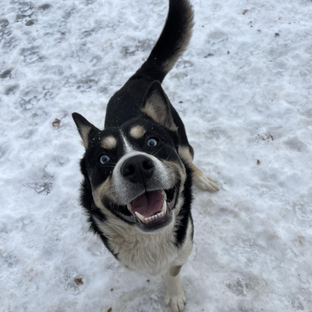 Glacier, a Adoptable mixed breed in Wadena, MN image 5/6