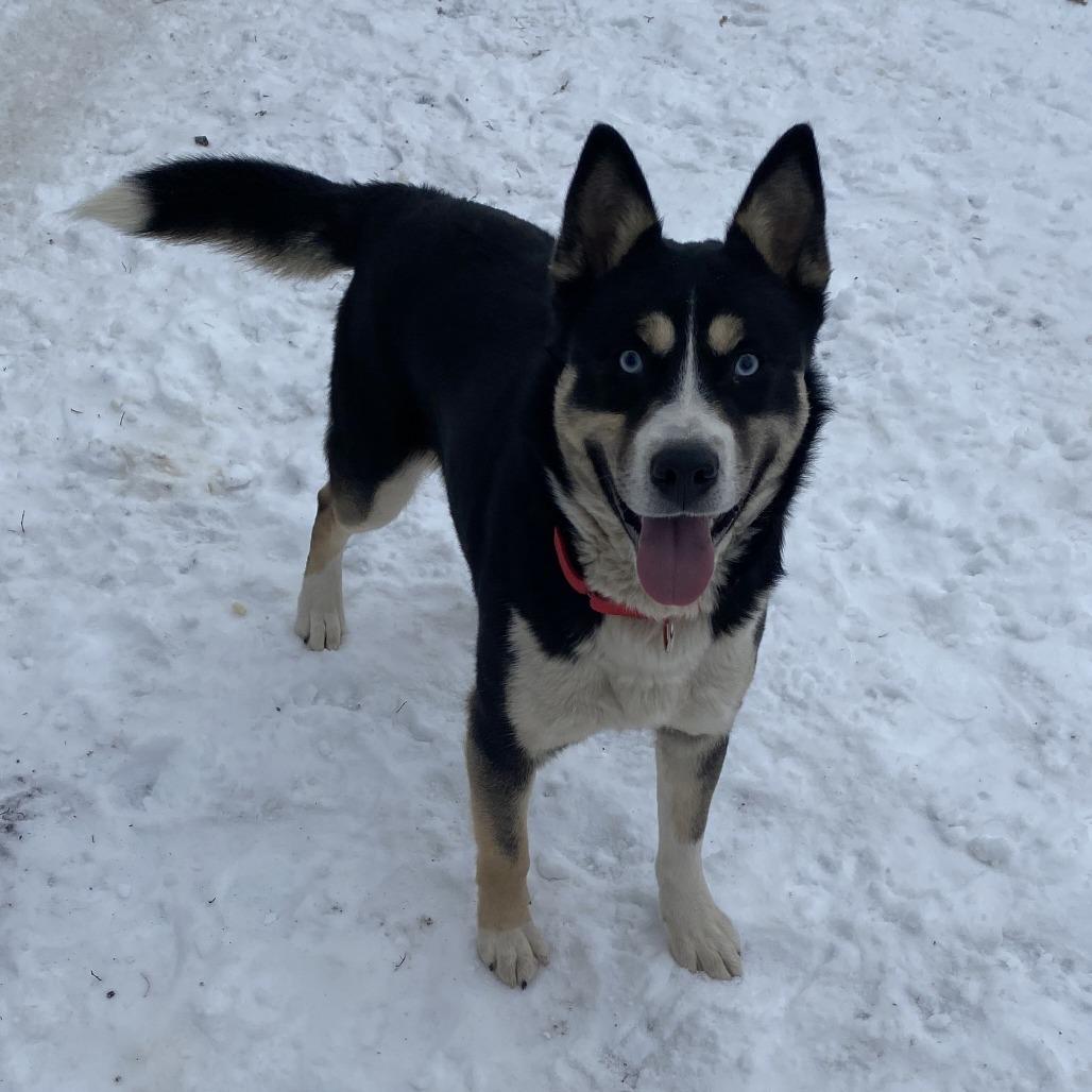 Glacier, a Adoptable mixed breed in Wadena, MN image 6/6